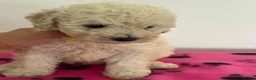 Toy Poodle dogs for sale: Poodle puppies from health tested parents  in Gravesend - Advert 18