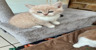 British Shorthair cats - Advert 14