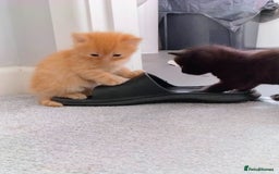 Mixed Breed cats for sale: Mixed breed Tabbies  - Image 24