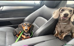 Miniature Dachshund dogs for stud: Blue Miniature Dachshund for stud - Image 7