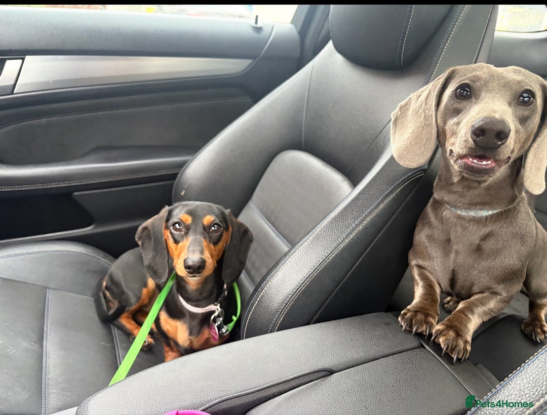 Miniature Dachshund dogs for stud: Blue Miniature Dachshund for stud - Image 7