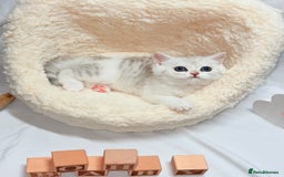 British Shorthair cats for sale: TICA REGISTERED CHAMPION LINES HUGE KITTEN 4 SALE! - Image 2