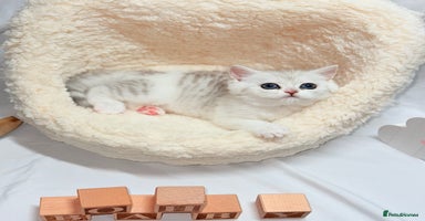 British Shorthair cats - Advert 11