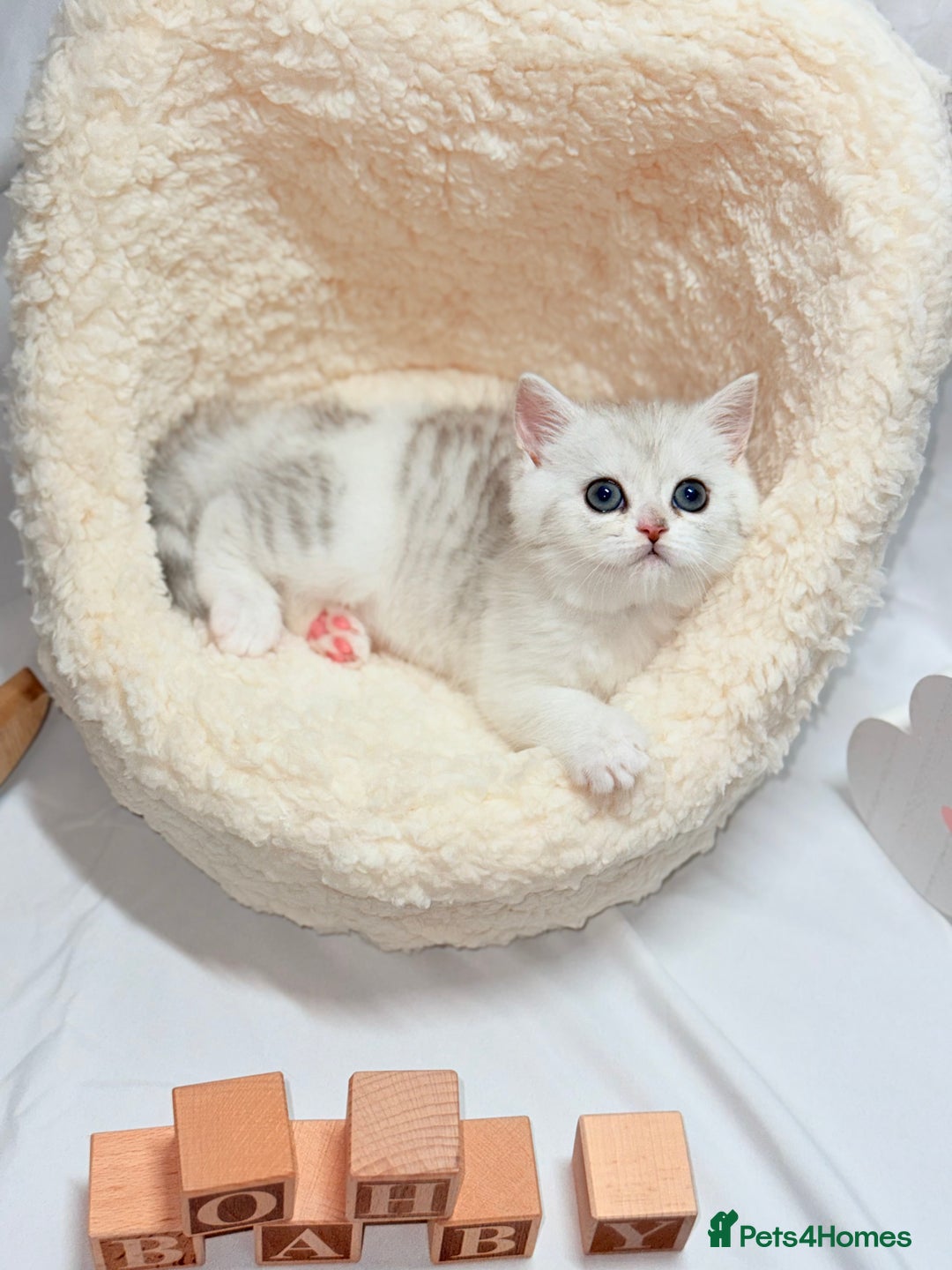 British Shorthair cats for sale: TICA REGISTERED CHAMPION LINES HUGE KITTEN 4 SALE! - Image 2
