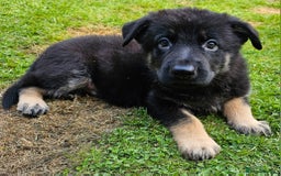 German Shepherd dogs for sale: 🔹️beautiful purebred straight back KC gsp's🔹️ - Image 17