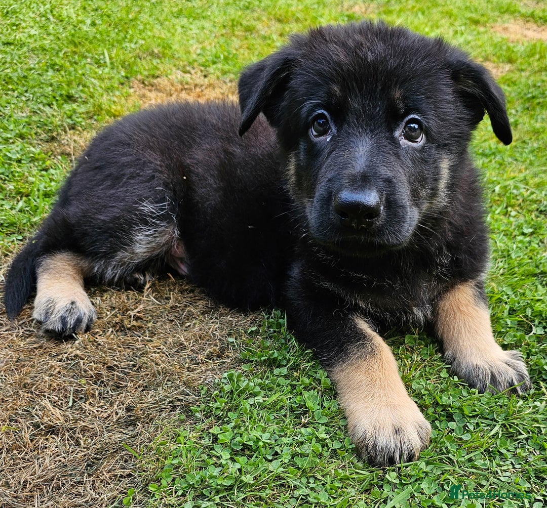 German Shepherd dogs for sale: 🔹️beautiful purebred straight back KC gsp's🔹️ - Image 17