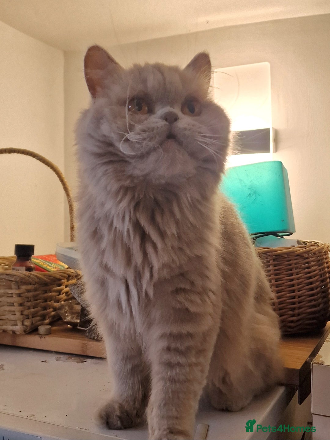 British Longhair cats for sale: Sweet full pedigree British little girl  - Image 5