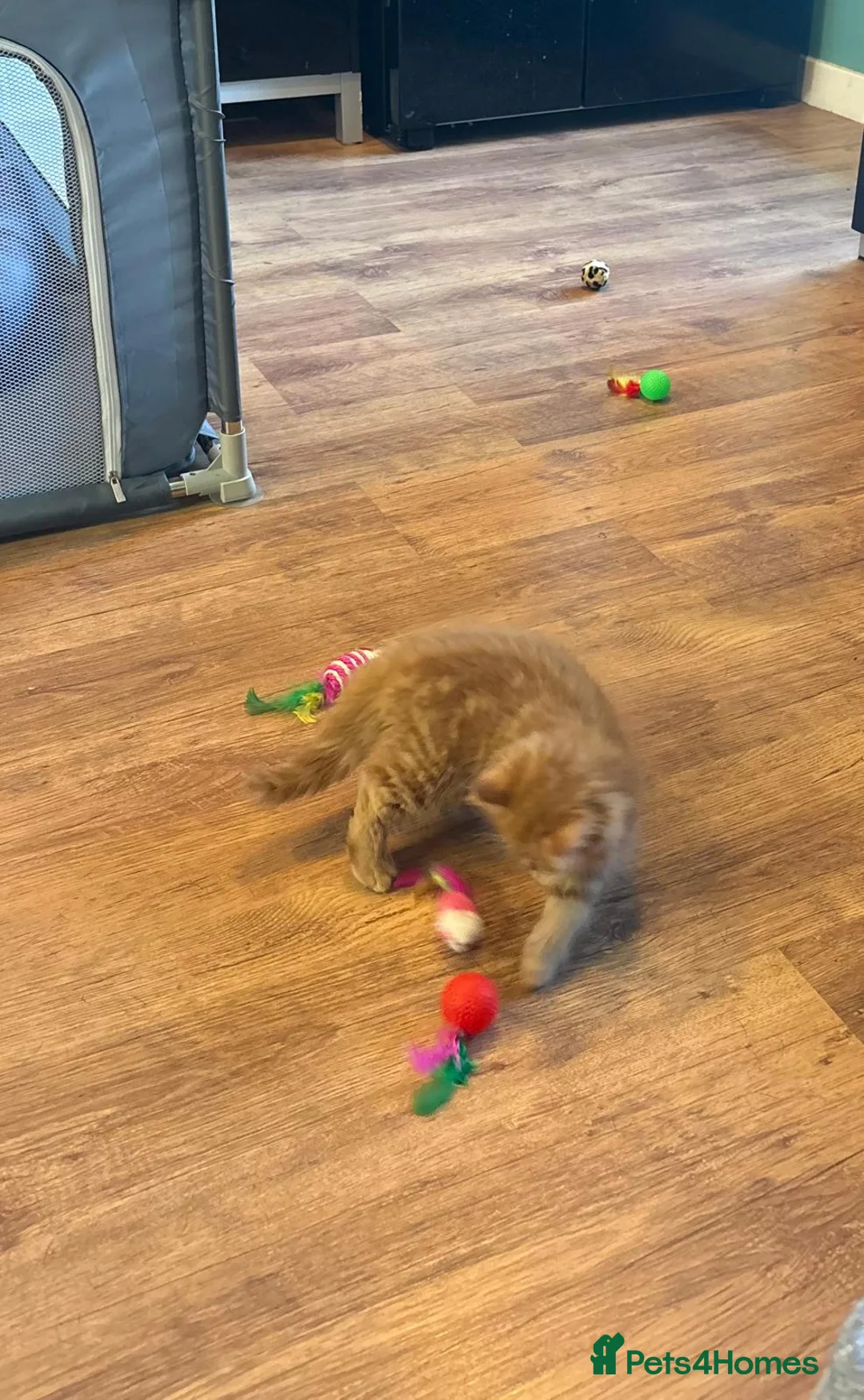 Mixed Breed cats for sale: Mixed Breed - Advert 26