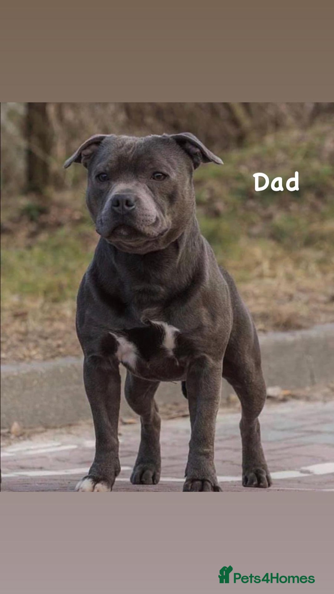 Staffordshire Bull Terrier dogs for stud: Stud son of grand champion yoker  - Advert 2