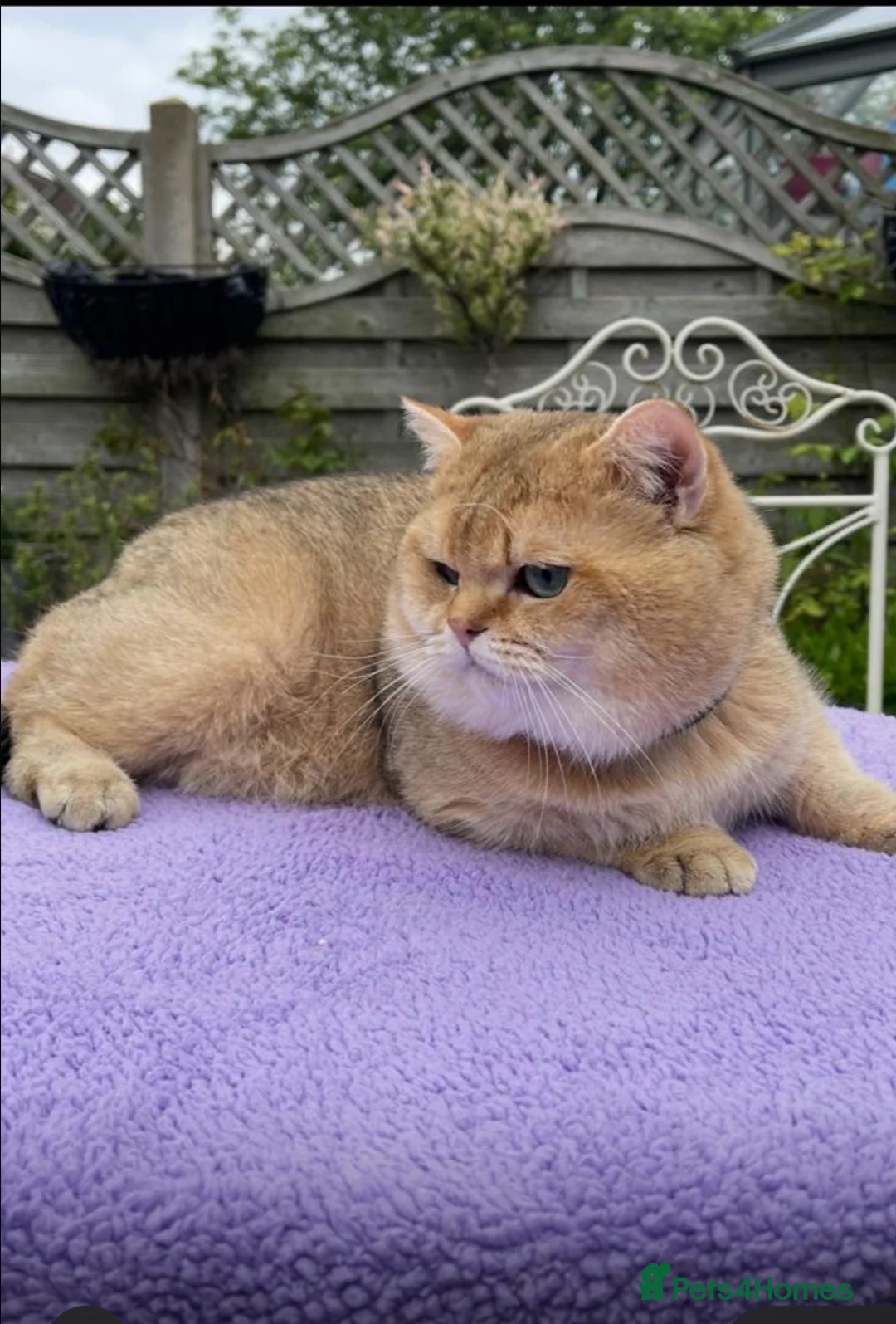 British Shorthair cats for sale: Young Neutered Pedigree Adults - Advert 1
