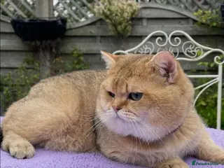 British Shorthair cats Young Neutered Pedigree Adults - Advert 2