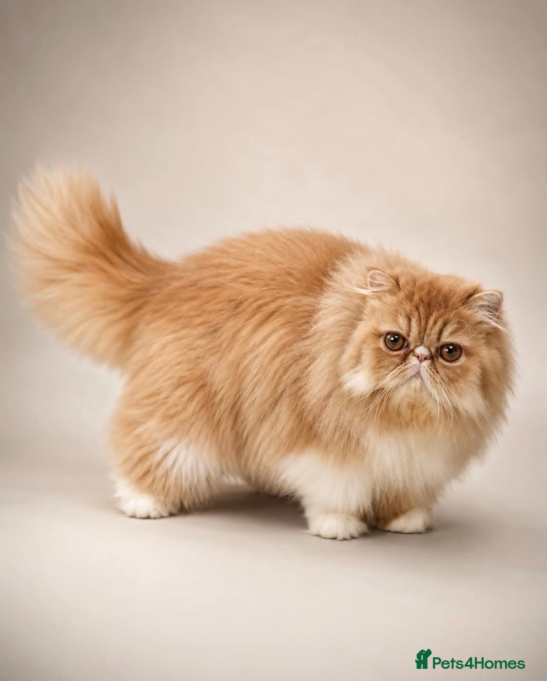 Persian cats Pure breed Persian  - Advert 4