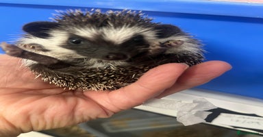 Pygmy Hedgehog rodents - Advert 14
