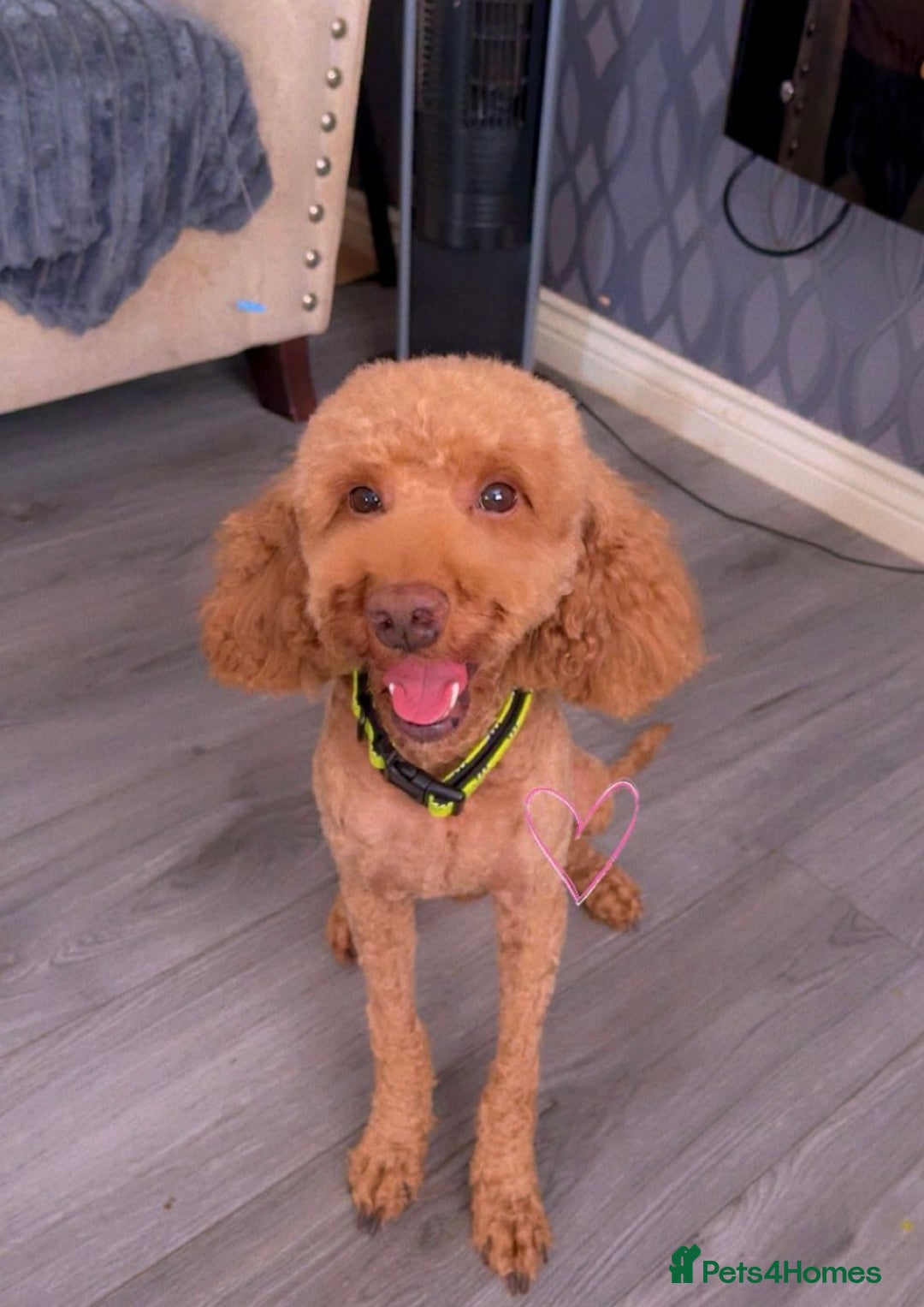 Cockapoo dogs for stud: 🐾 STUD DOG AVAILABLE – Meet Koda 🐾 - Image 9