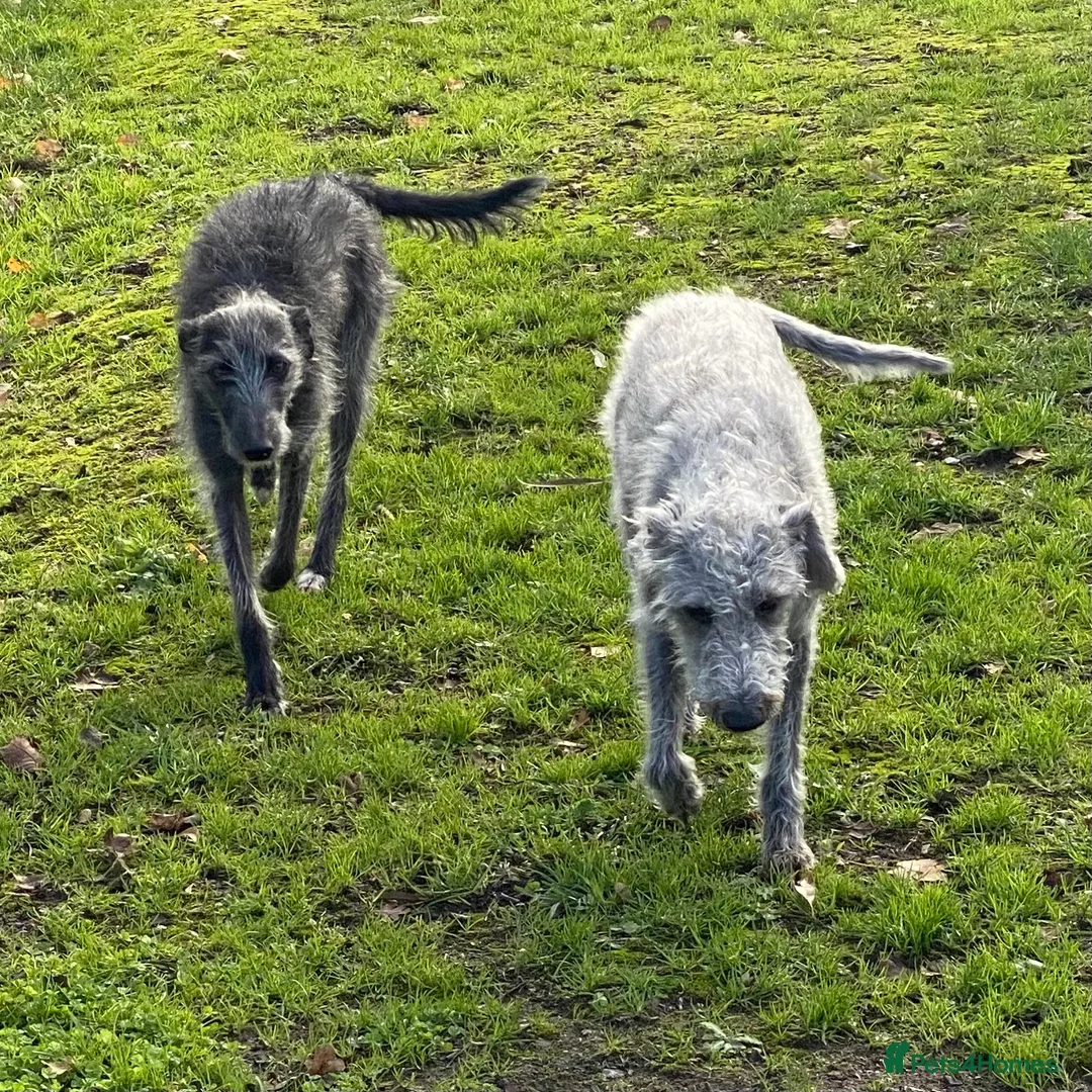 Lurcher dogs for sale: Bedlington Whippet puppy. in Cowbridge - Advert 5