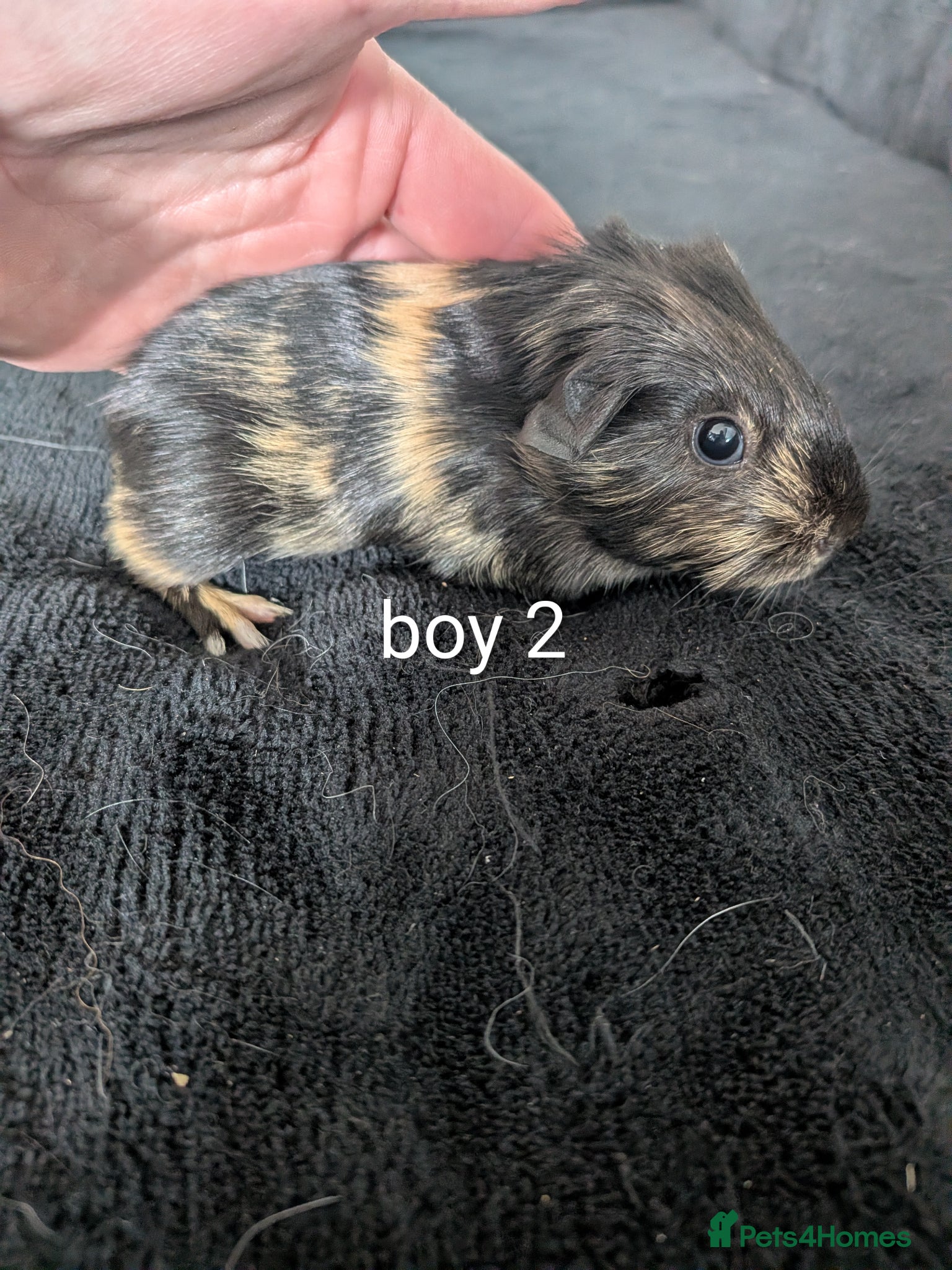 Guinea Pig rodents Baby girl and boy guinea pigs  - Advert 11
