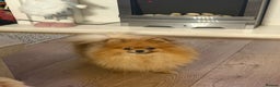 Pomeranian dogs for sale: Sweet little Lila  - Advert 5