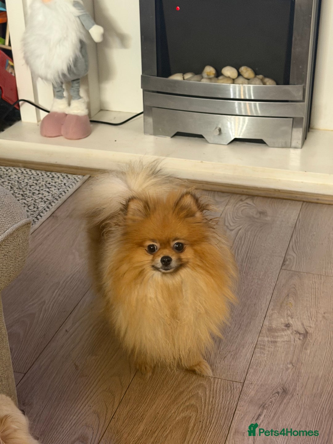 Pomeranian dogs for sale: Sweet little Lila  - Advert 5