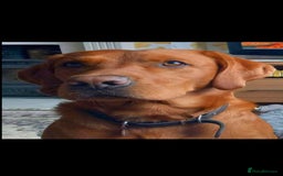 Labrador Retriever dogs for sale: KC REG Labrador working Line Fox Red - Image 7