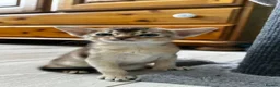 Abyssinian cats for sale: Abyssinian kittens  - Advert 12