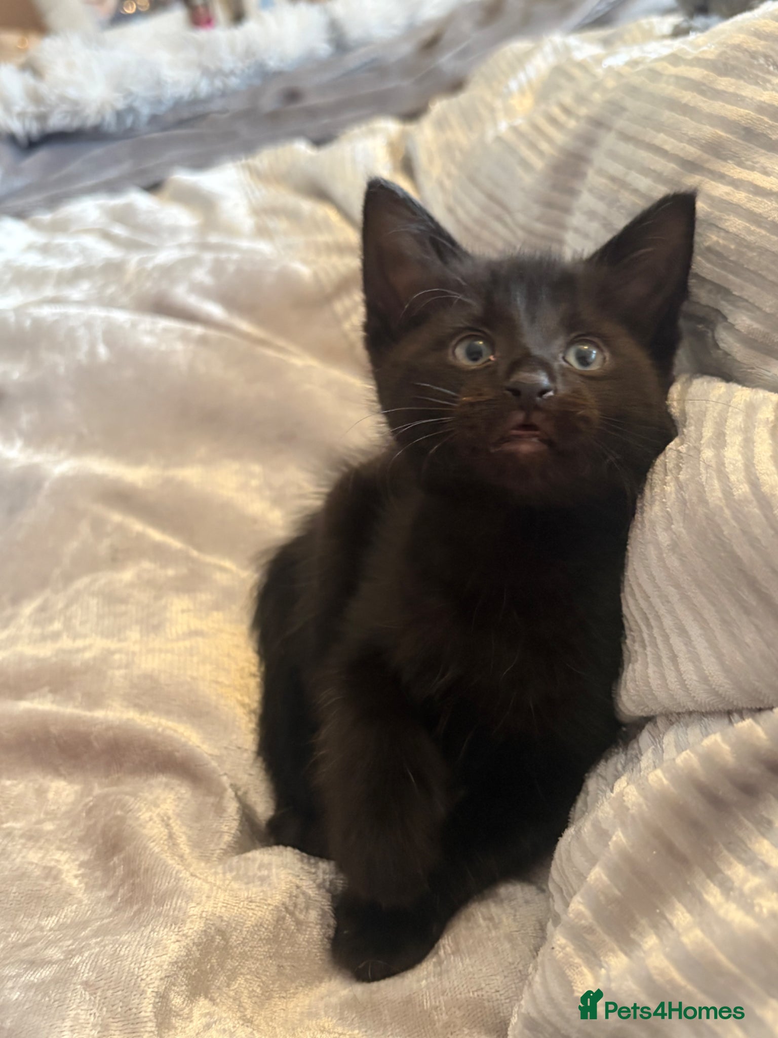Mixed Breed cats for sale: Half maincoon - Advert 6