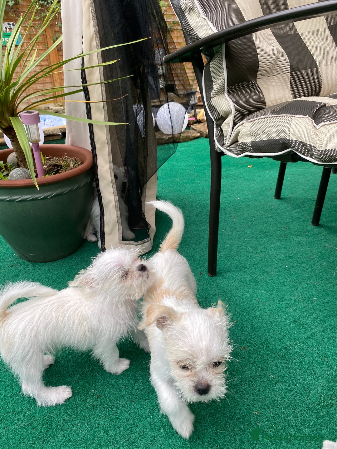 Mixed Breed dogs for sale: Beautiful playfull puppies ready now  - Image 8