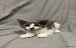 Mixed Breed cats for sale: Kittens for sale  - Image 3