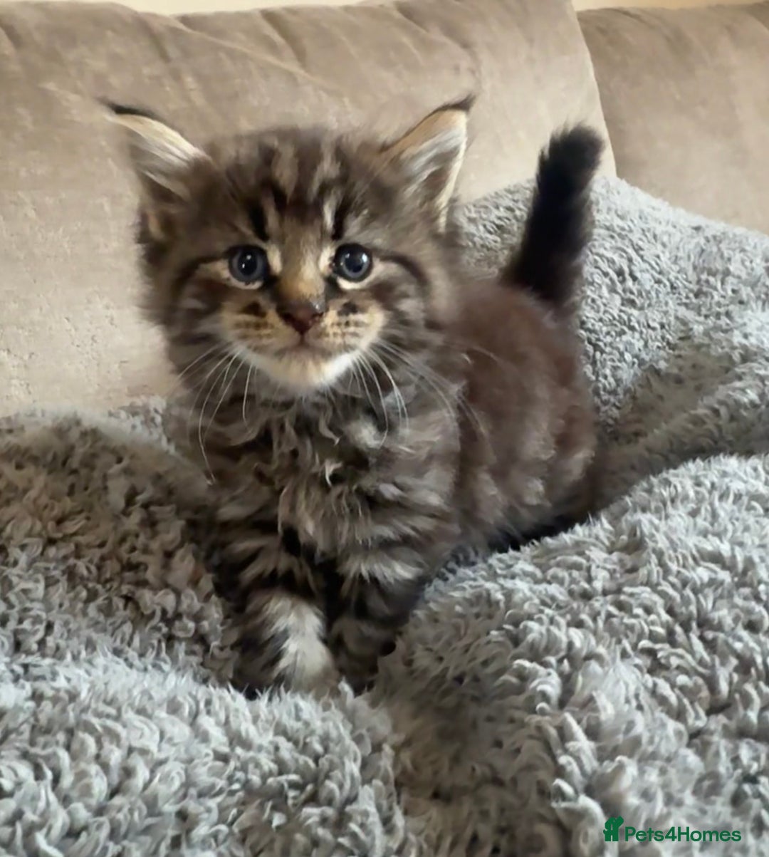 Mixed Breed cats for sale: Adorable kittens  - Advert 2