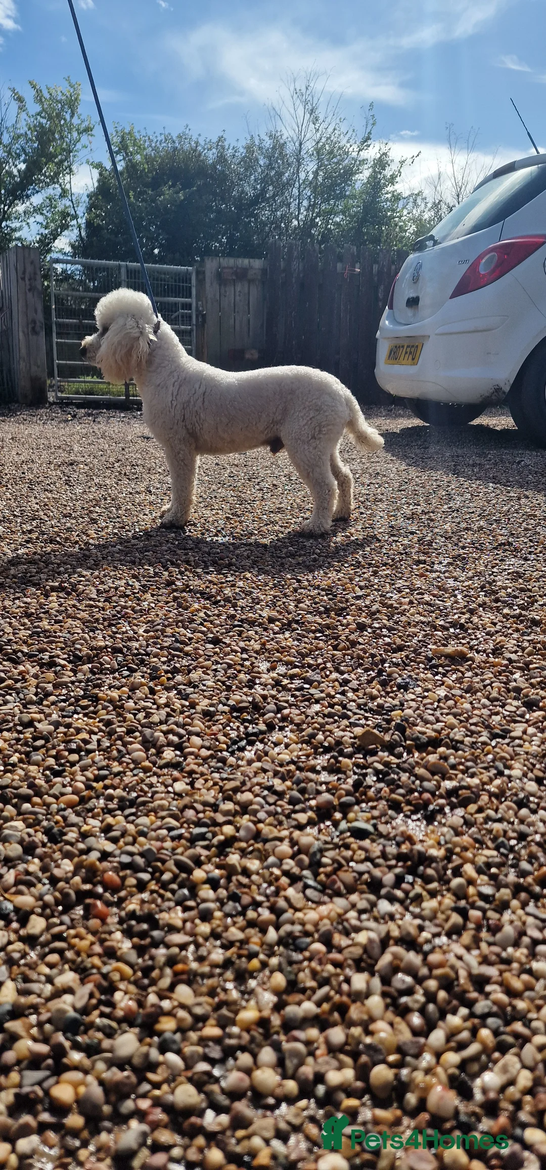 Miniature Poodle dogs for stud: Health Tested Quality Miniature Poodle Stud in Warwick - Advert 9