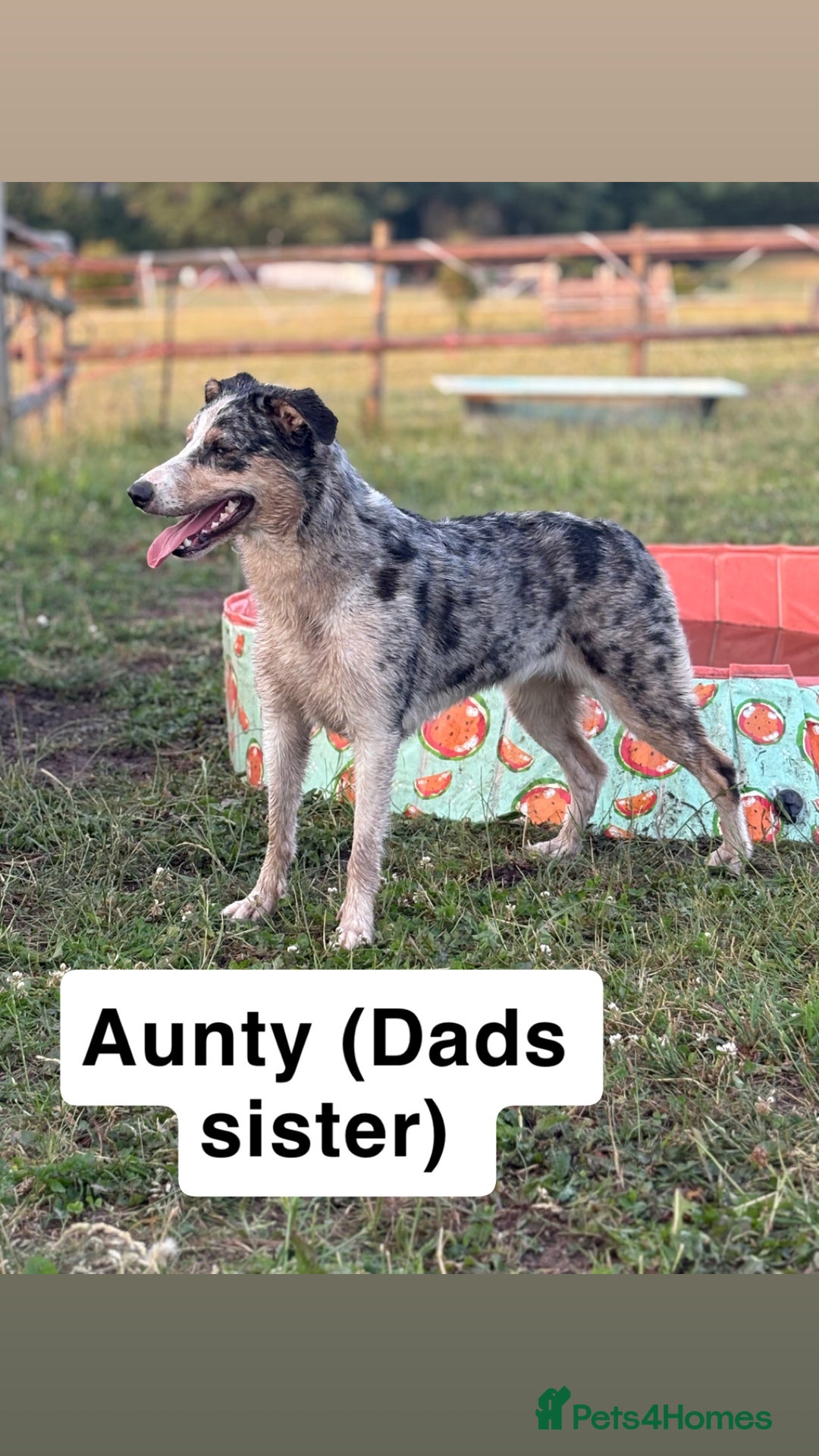 Border Collie dogs for sale: Border collie puppies for active homes  - Advert 33