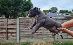 American Bully dogs for sale: David  - Image 13
