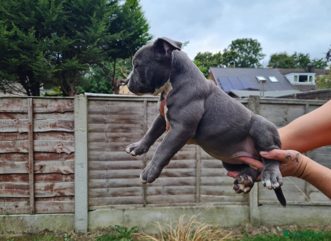 American Bully dogs for sale: David  - Image 13