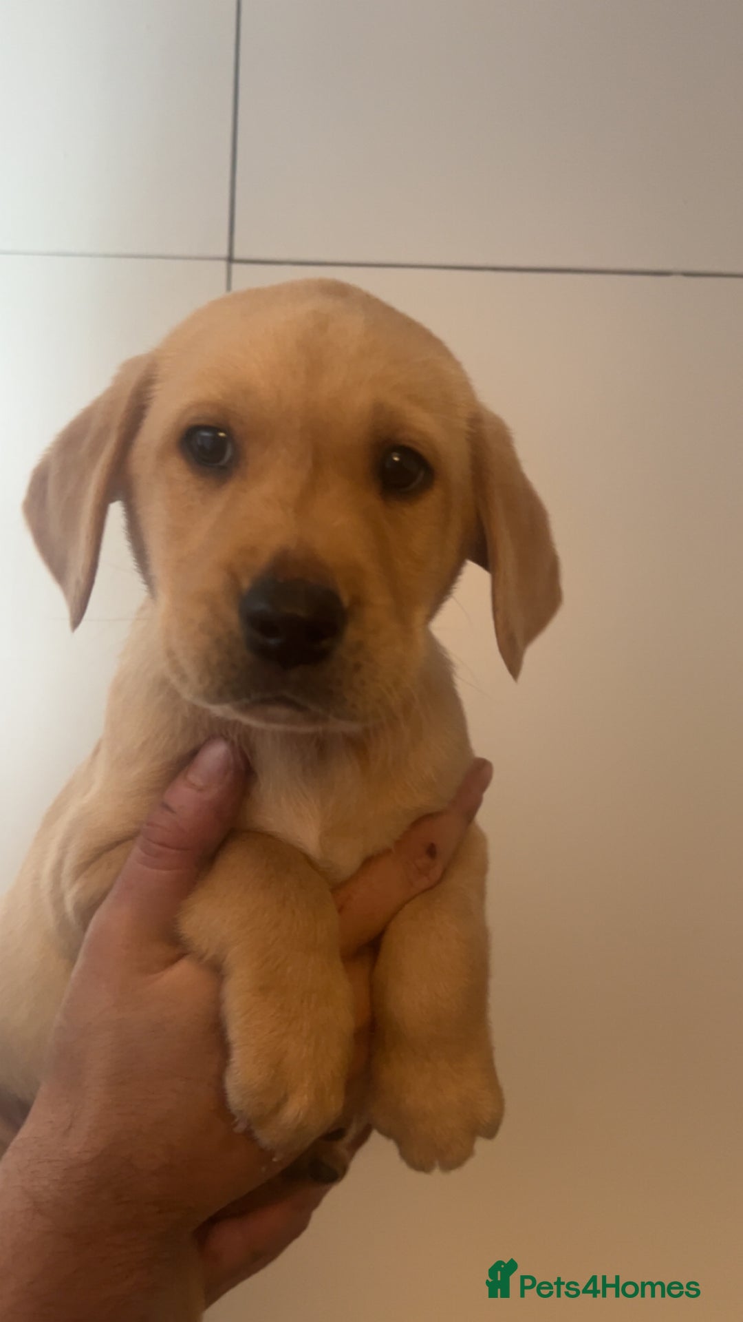 Labrador Retriever dogs for sale: Stunning Labrador puppys - Advert 17