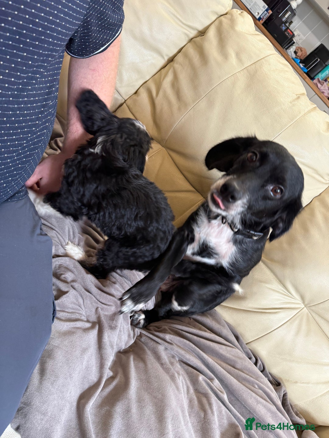 Mixed Breed dogs for sale: 5 gorgeous bordoodleXpatterspaniel - Image 12