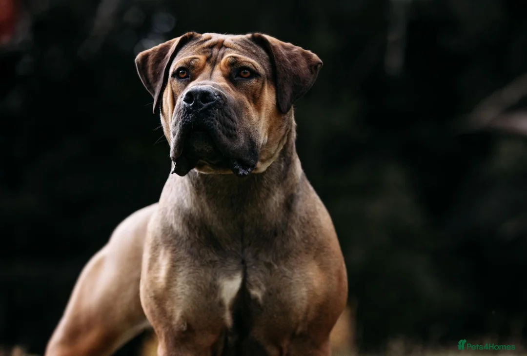 Boerboel dogs for sale: Waitlist now open - Advert 2