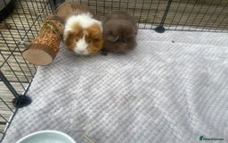 Guinea Pig rodents for sale: Female Guinea pigs for sale - Image 5