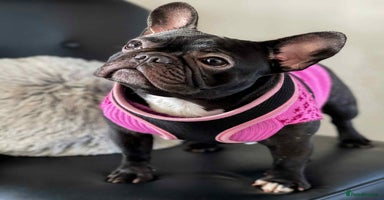 French Bulldog dogs - Advert 11