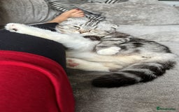 Scottish Fold cats for sale: Lexy Scotish Fold Cute Cat for Sale - Advert 8