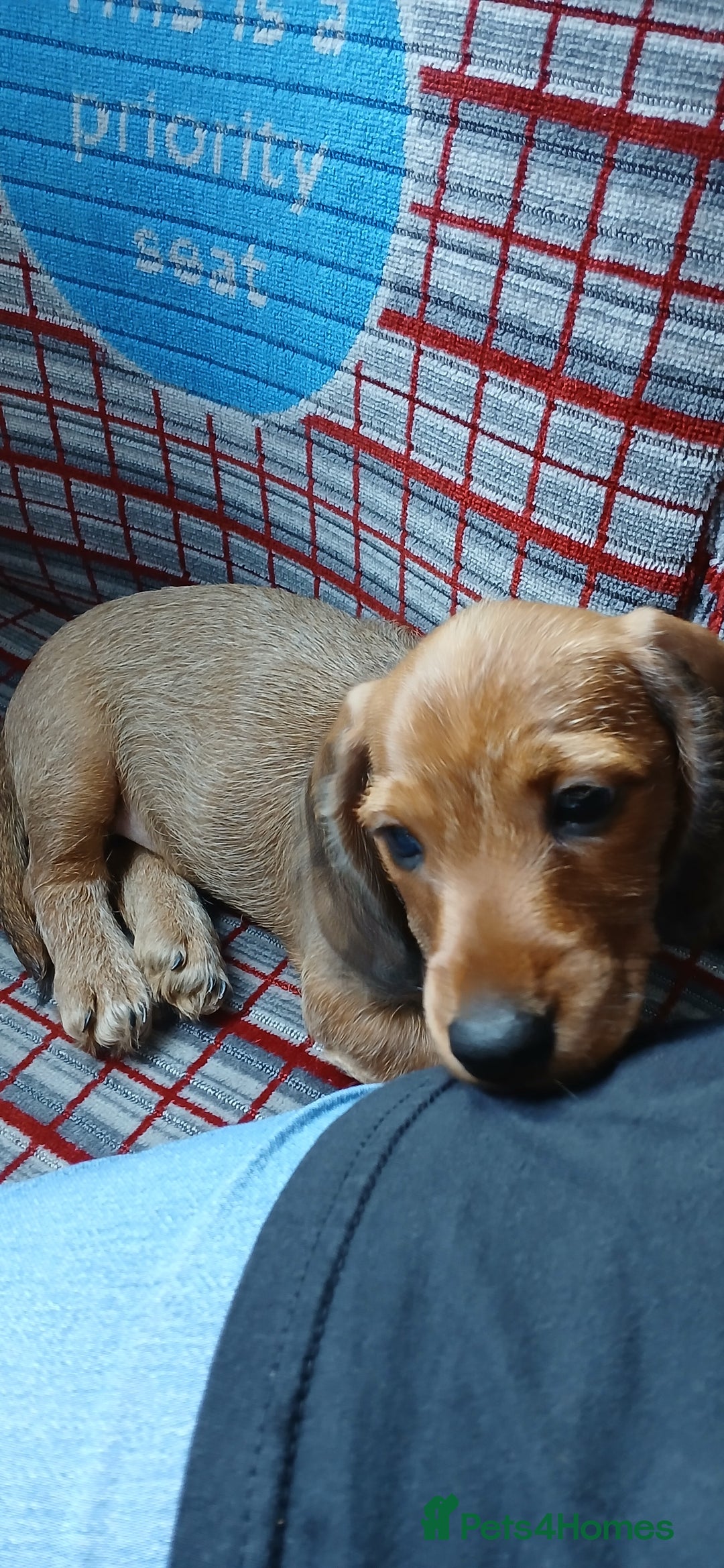 Dachshund dogs for sale: Dachshund  - Image 2