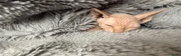 Sphynx cats for sale: 😍TWO SPHYNX VOYS😍 - Advert 5