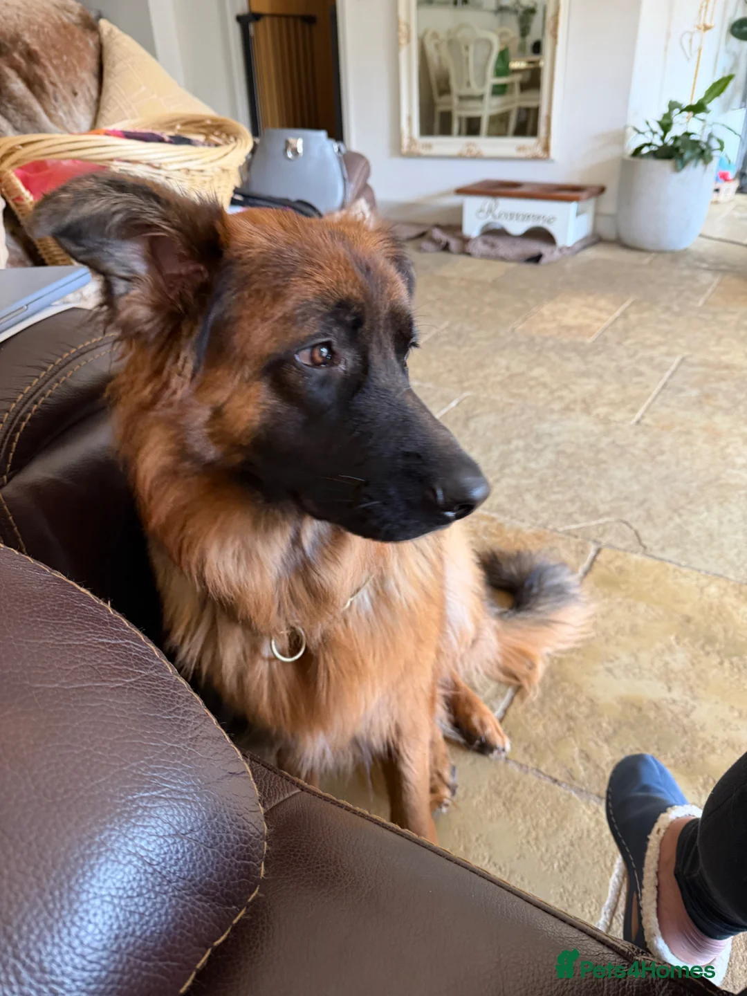 German Shepherd dogs for sale: Roxy, German Shepherd 11 months old - Advert 2