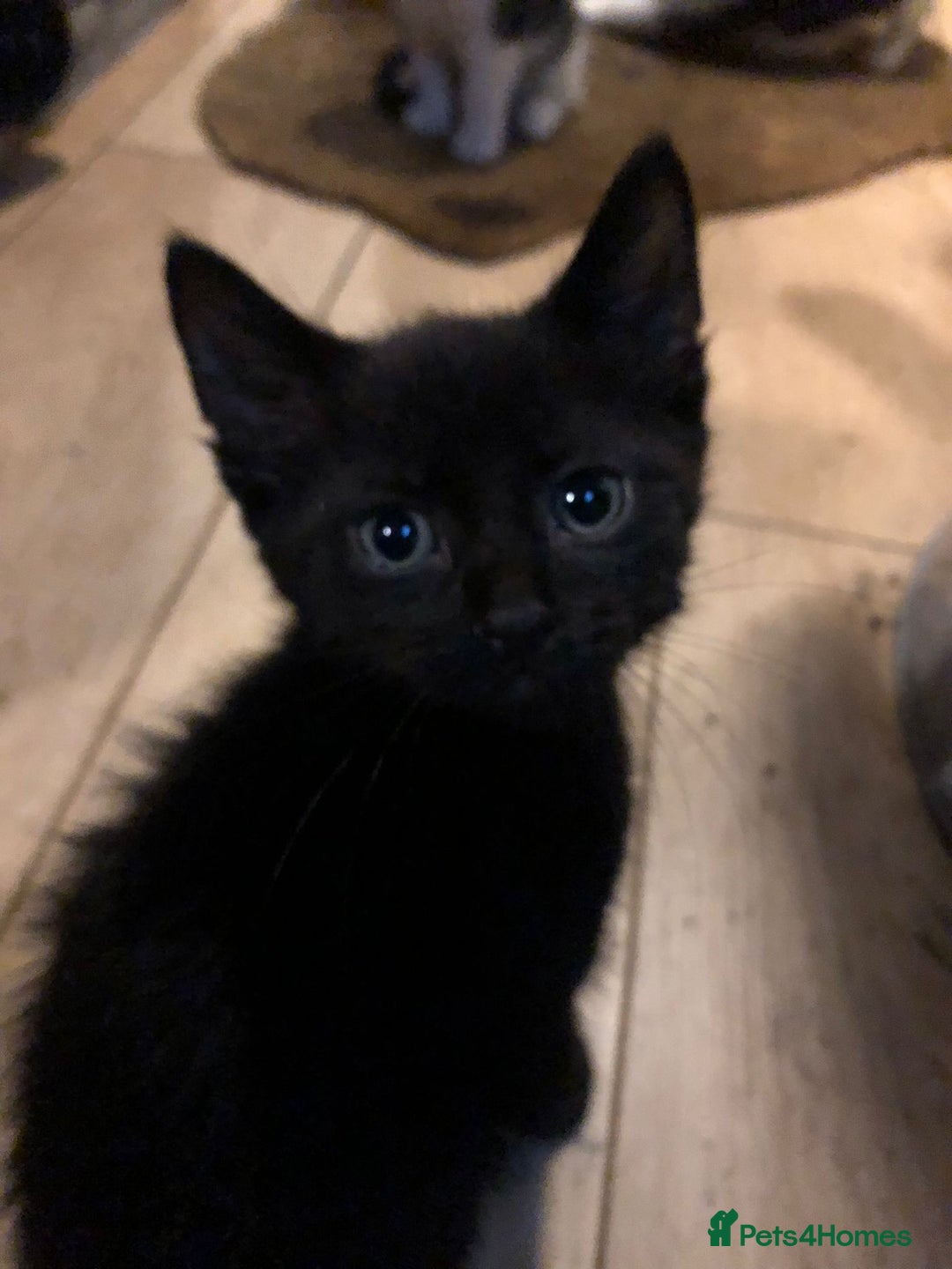 Mixed Breed cats for sale: 5x kittens  - Image 14