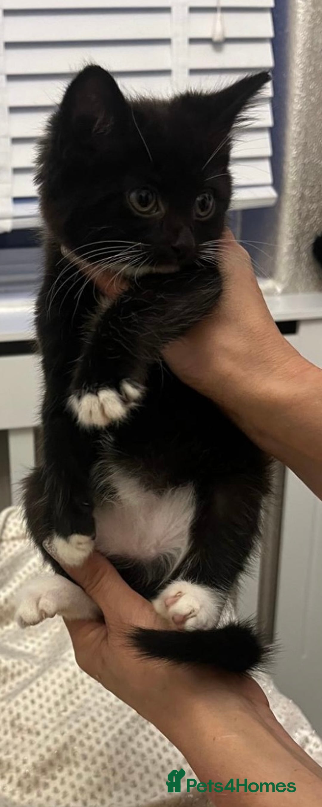 Mixed Breed cats for sale: Cute male kitten - Advert 5