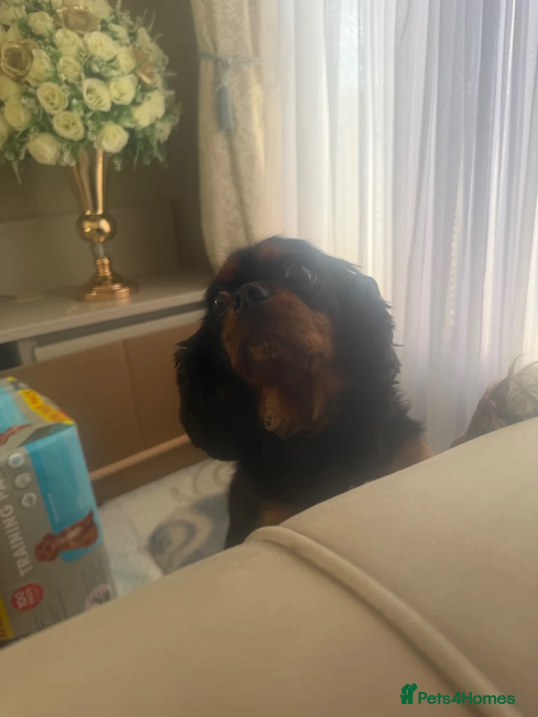 Cavalier King Charles Spaniel dogs for sale: Cavalier King Charles puppies - Advert 3