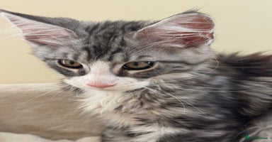 Maine Coon cats - Advert 4
