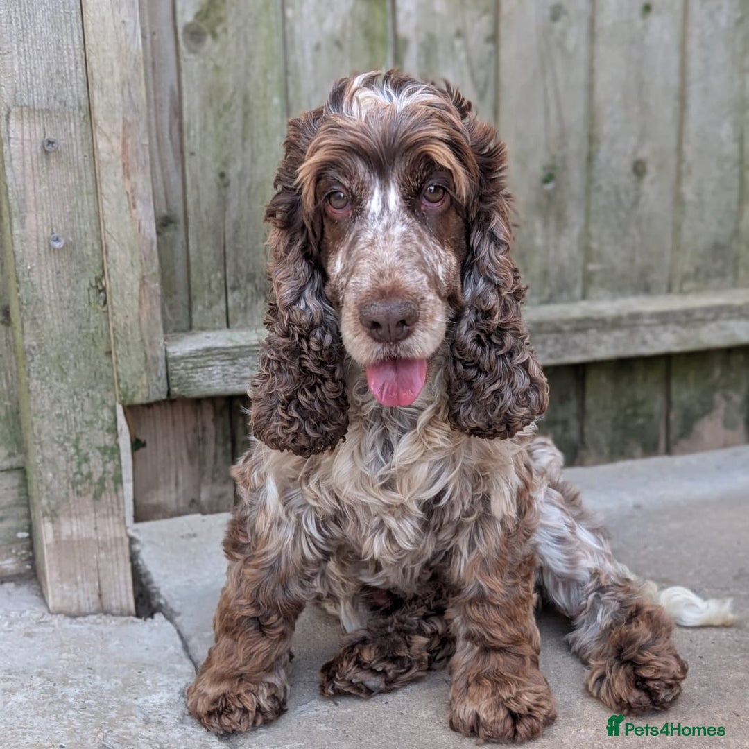 Cocker Spaniel dogs for stud: Extensively Health Tested Stud  in Wisbech - Advert 2