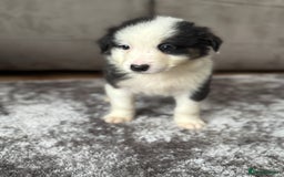 Australian Shepherd dogs for sale: 2 KC registered puppies remaining! Price drop  - Image 11