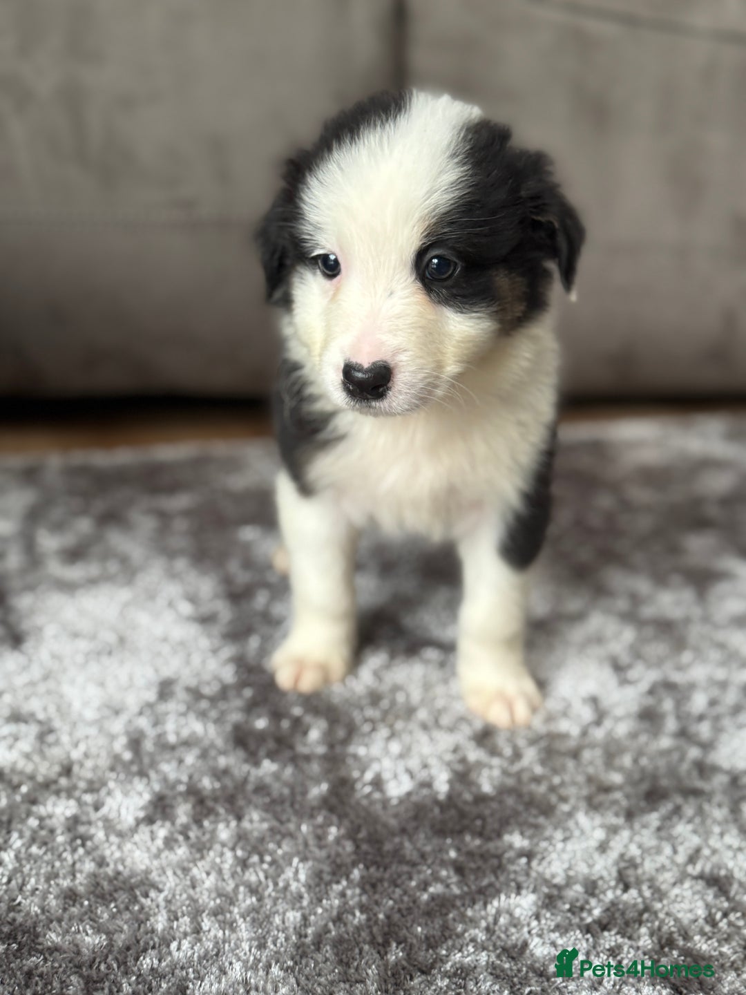 Australian Shepherd dogs for sale: 2 KC registered puppies remaining! Price drop  - Image 11