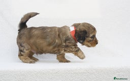 Mixed Breed dogs for sale: Havatoodle Pups - Image 9