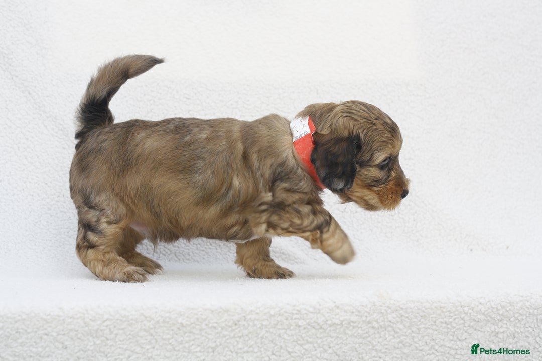 Mixed Breed dogs for sale: Havatoodle Pups - Image 9